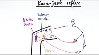 2Minute Neuroscience Corneal Reflex [upl. by Taimi641]