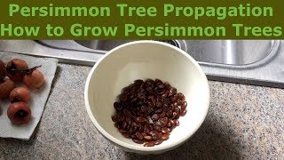 Persimmon Tree Propagation  How to Grow Persimmon Trees [upl. by Hinze]