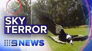 Warnings as magpie swooping season begins  Nine News Australia [upl. by Trueman109]