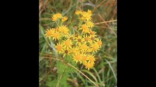 Ragwort Identification [upl. by Anauqed]