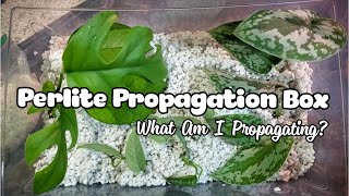 Making A Propagation Box  Perlite As Rooting Medium [upl. by Margaretha]