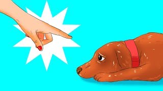 12 Coisas Perigosas Que Você Faz Com o Seu Cachorro Sem Nem Se Dar Conta [upl. by Auliffe336]