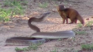 Brave Mongoose Tackles Lethal Black Mamba Snake [upl. by Kym]