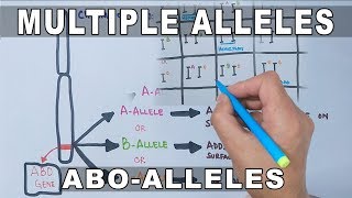 Multiple Alleles [upl. by Maegan]