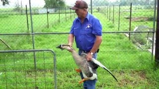 How to Catch and Handle Geese [upl. by Gaudet]