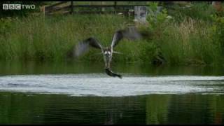 Ospreys Catching Fish  The Animals Guide To Britain Episode 1 Preview  BBC [upl. by Bryon]