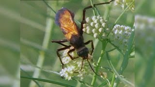 Tarantula vs Tarantula Hawk [upl. by Asusej]