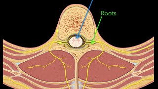 Spinal nerves [upl. by Berri]