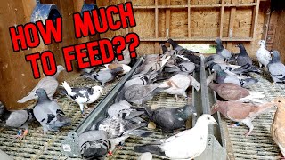 Feeding Pigeons How Much And How Often [upl. by Darcy]