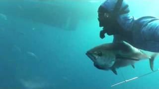 Tuna Spearfishing World Record Cameron Kirkconnell [upl. by Ferreby77]