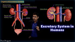 Excretory System in Humans  CBSE Class 10 Science Biology  Toppr Study [upl. by Kisor]