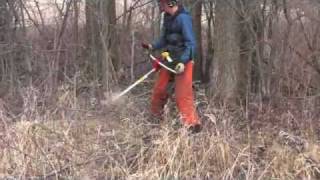 Common buckthorn control [upl. by Fitz]