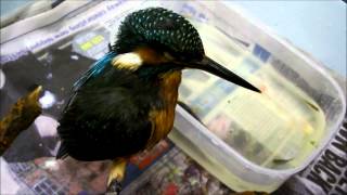 A Kingfisher rescued featuring feeding and release [upl. by Sueahccaz359]