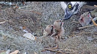 Second Chick Hatched Female Feeds Two Osprey Chicks At Savannah Nest – April 16 2021 [upl. by Lonny]