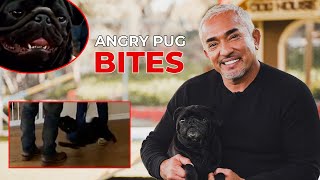 REACTING TO WHEN AN ANGRY PUG BIT ME featuring Gio [upl. by Riobard343]