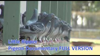 Little Ripper  Pigeon Racing Documentary [upl. by Lello]