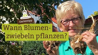 Wann Blumenzwiebeln pflanzen Kaiserkrone Narzissen Tulpen Hyazinthen [upl. by Manvil]