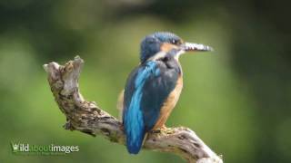 Common Kingfisher [upl. by Yeltnerb]