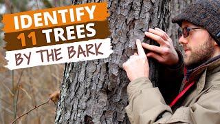 Identify 11 Trees By the Bark Easy Tips [upl. by Porett]