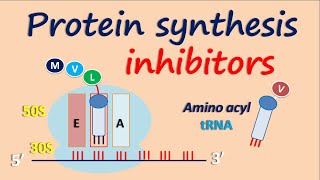 Protein synthesis inhibitors [upl. by Pettit267]