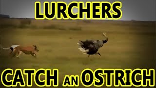 Lurchers Catch an Ostrich  Working Lurchers [upl. by Valdis]