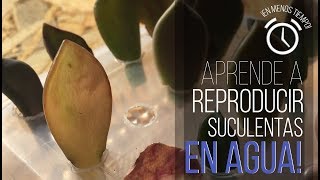 ¿CÓMO REPRODUCIR SUCULENTAS EN AGUA  ¡RESULTADOS EN 1 SEMANAAA [upl. by Awram]