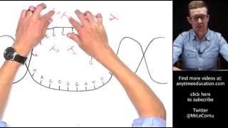 Protein Synthesis Part 1 of 2  Transcription [upl. by Ettenom959]