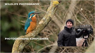 Photographing Kingfishers wildlife photography [upl. by Atnahc610]