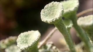 Lichen Cladonia [upl. by Wojak]