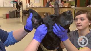 How to Clean A Dogs Ears [upl. by Keever]