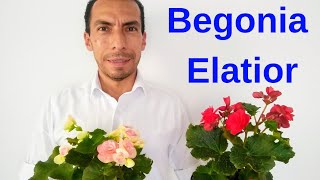 Como cuidar la begonia Elatior [upl. by Sackville]