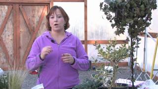 Gardening Tips  How to Prune Oleander [upl. by Tiebold]