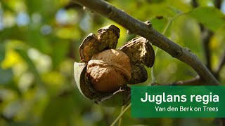 Juglans regia  Van den Berk on Trees [upl. by Whit]