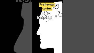 Dorsomedial Prefrontal Cortex DMPFC [upl. by Chamberlin849]