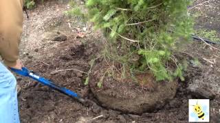 Can You Dig It  Learn how to dig a tree or shrub to transplant [upl. by Enelia785]