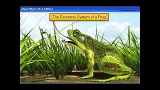 CBSE Class 11 Biology  Anatomy of Frog  By Shiksha House [upl. by Aisined]