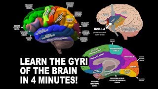 GYRI OF THE BRAIN  LEARN IN 4 MINUTES [upl. by Nadirehs820]