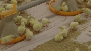 Broiler Brooding Best Management Practices [upl. by Ashly]