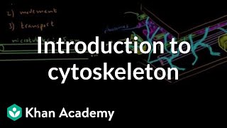 Introduction to cytoskeleton  Cells  MCAT  Khan Academy [upl. by Jemy683]