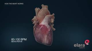 Heart in 3D Animation How the Heart Works [upl. by Dana]