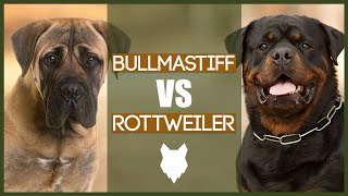 BULLMASTIFF VS ROTTIE [upl. by Mihsah]