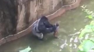 Police Open Criminal Investigation Amid Cincinnati Zoo Gorilla Incident [upl. by Adnawal881]