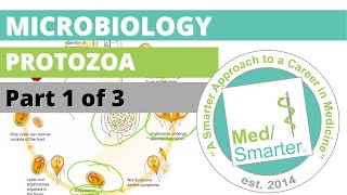 Protozoa  Microbiology  USMLE STEP 1  Part 1 of 3 [upl. by Adalai]