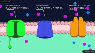 Action Potential in the Neuron [upl. by Norved976]