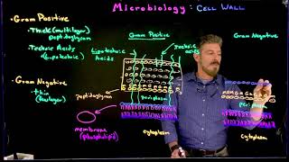 Gram Positive vs Gram Negative [upl. by Rivkah]