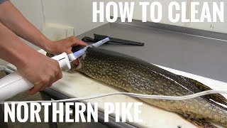 NORTHERN PIKE How to get 5 boneless fillets [upl. by Denyse]