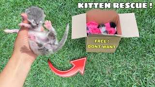 RESCUED NEWBORN KITTEN LEFT IN BOX [upl. by Curtice]