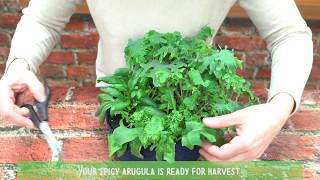 How To Harvest Arugula [upl. by Nealy268]