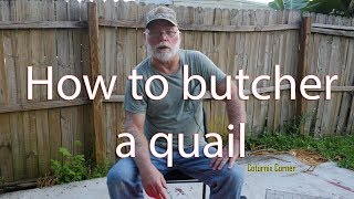 How to butcher a quail [upl. by Suellen880]