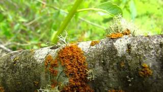 Lichen Identification Methods [upl. by Hightower272]